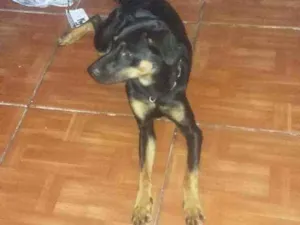 Cachorro raça Rotiwale com. Sdr idade 7 a 11 meses nome Princesa 