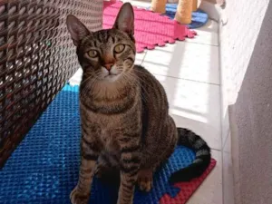 Gato raça SRD idade 7 a 11 meses nome Perola e Alvin
