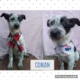 CONAN