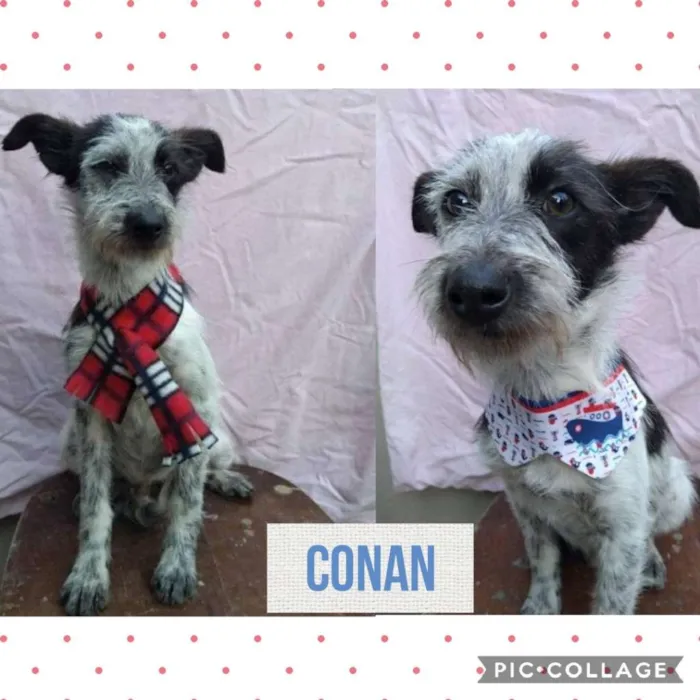 Cachorro ra a SRD-ViraLata idade 7 a 11 meses nome CONAN