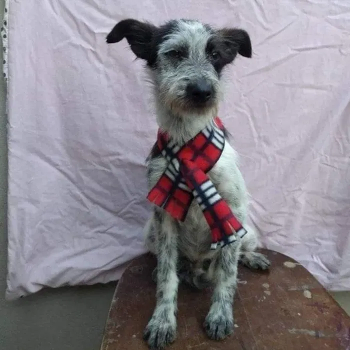 Cachorro ra a SRD-ViraLata idade 7 a 11 meses nome CONAN
