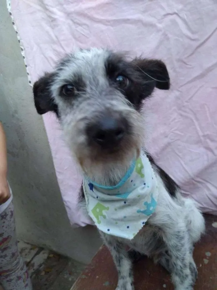 Cachorro ra a SRD-ViraLata idade 7 a 11 meses nome CONAN