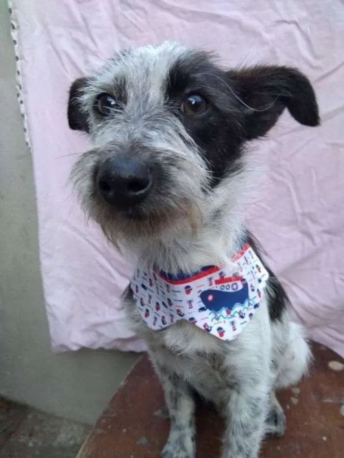 Cachorro ra a SRD-ViraLata idade 7 a 11 meses nome CONAN