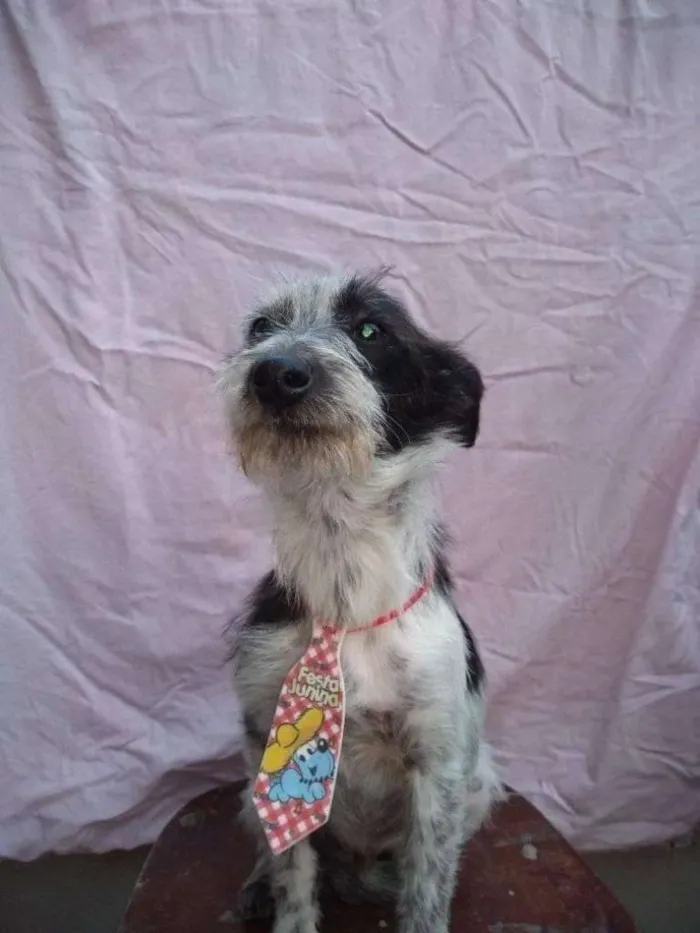Cachorro ra a SRD-ViraLata idade 7 a 11 meses nome CONAN