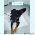 Cachorro raça SRD-ViraLata idade 2 anos nome SCOOBY