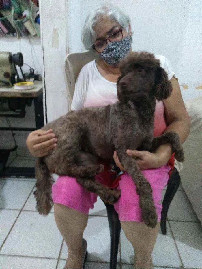 Cachorro ra a Poodle idade 2 anos nome Nina