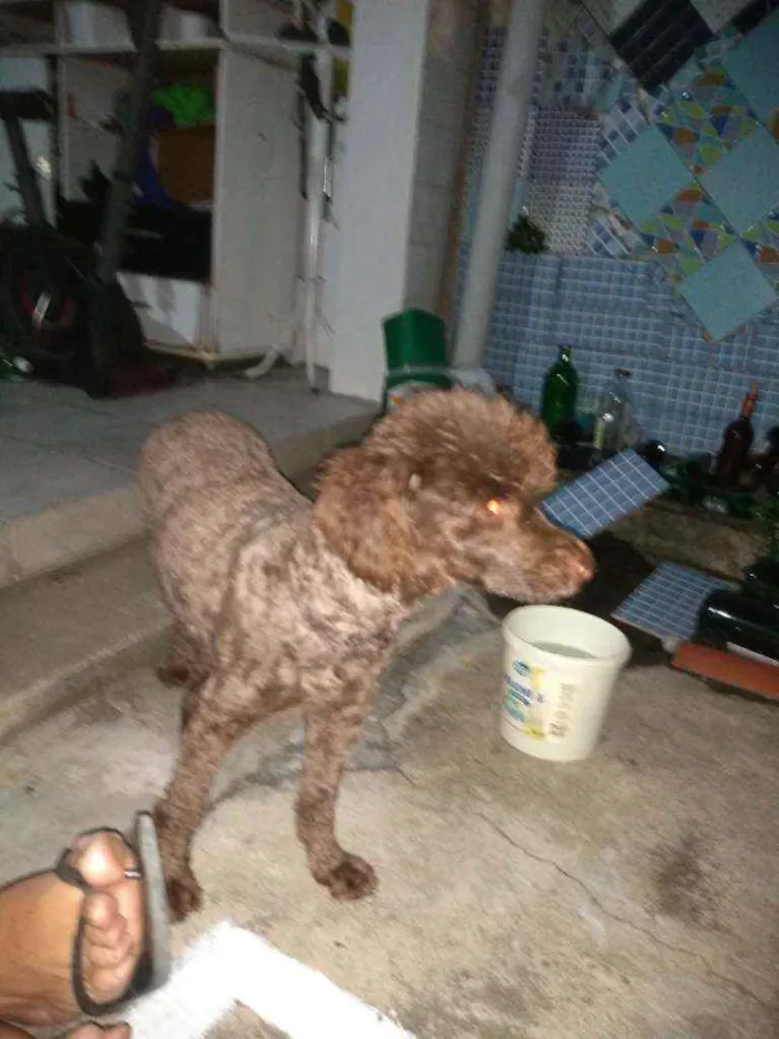 Cachorro ra a Poodle idade 2 anos nome Nina