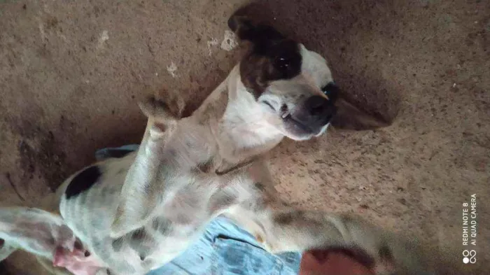 Cachorro raça Vira lata  idade 1 ano nome Pintadinha