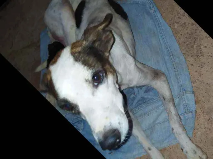 Cachorro raça Vira lata  idade 1 ano nome Pintadinha