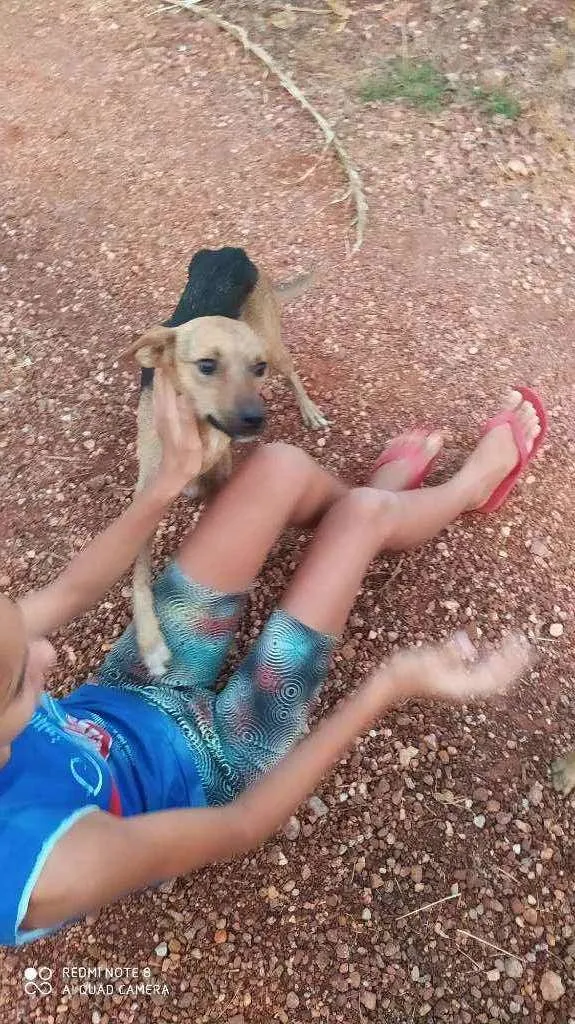 Cachorro raça Vira lata  idade 1 ano nome Maiara e Maraísa 