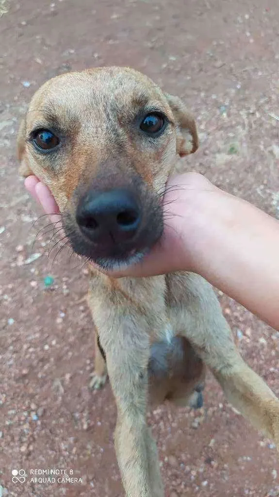 Cachorro raça Vira lata  idade 1 ano nome Maiara e Maraísa 