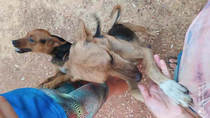 Cachorro raça Vira lata  idade 1 ano nome Maiara e Maraísa 