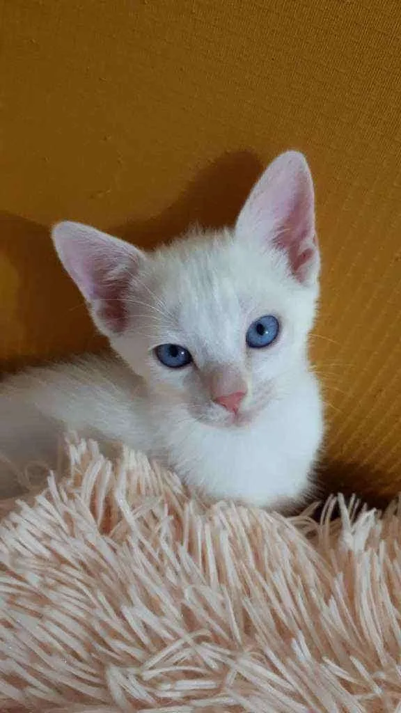 Gato raça Sem raça definida  idade 2 a 6 meses nome Floquinho