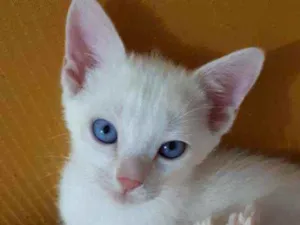 Gato raça Sem raça definida  idade 2 a 6 meses nome Floquinho