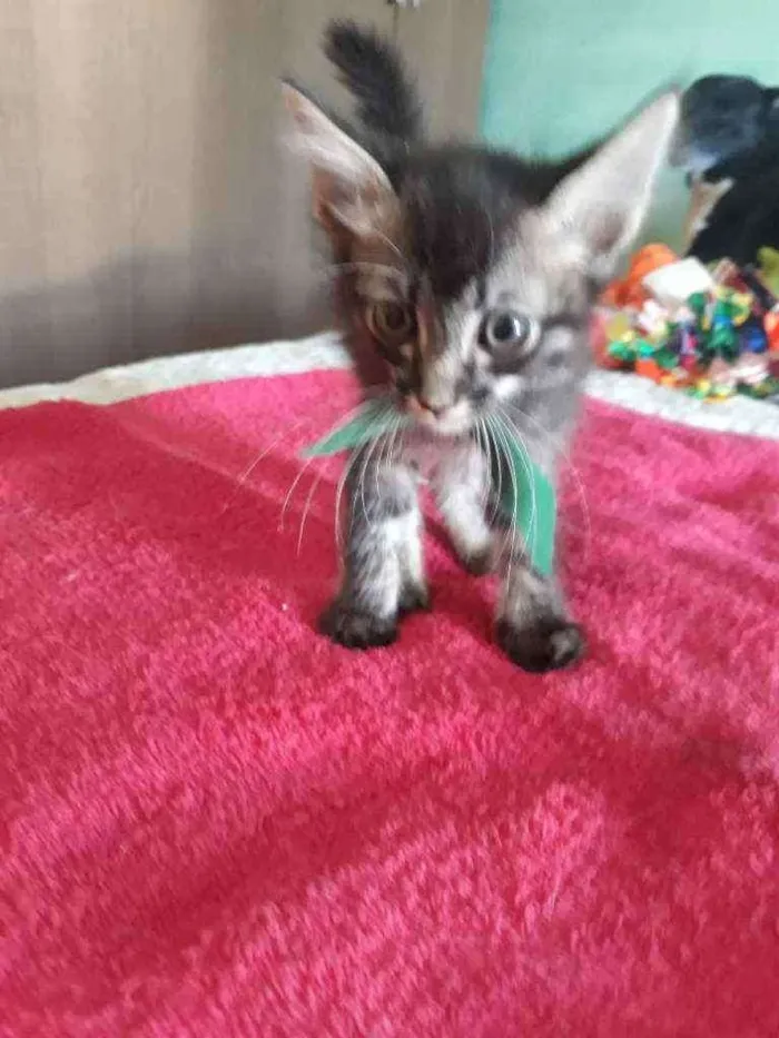 Gato ra a Srd idade Abaixo de 2 meses nome Bidu