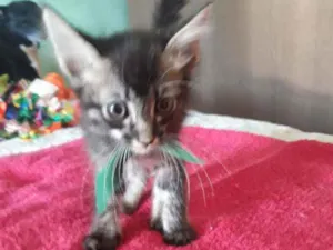Gato raça Srd idade Abaixo de 2 meses nome Bidu