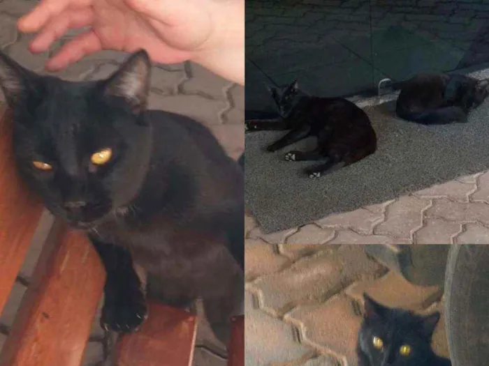 Gato ra a Vira-lata idade  nome Não sei