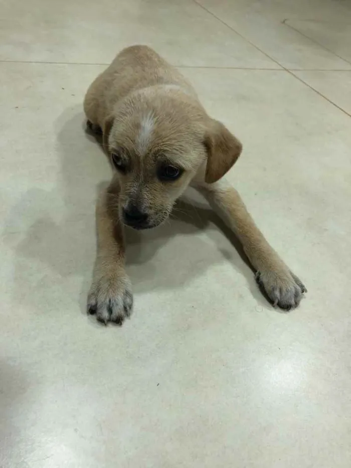 Cachorro ra a ... idade Abaixo de 2 meses nome ...