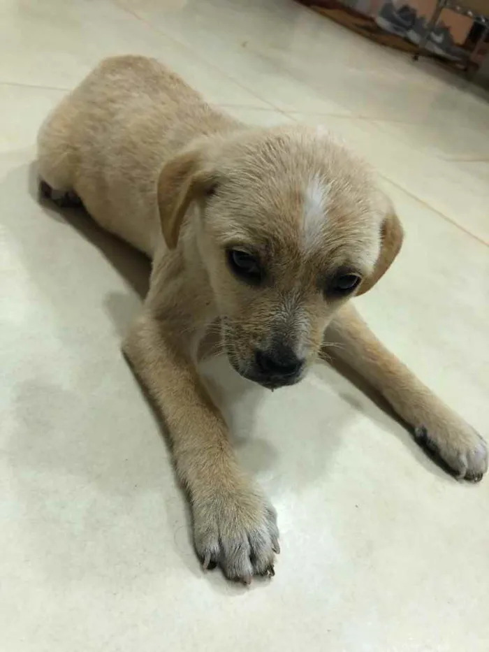 Cachorro ra a ... idade Abaixo de 2 meses nome ...