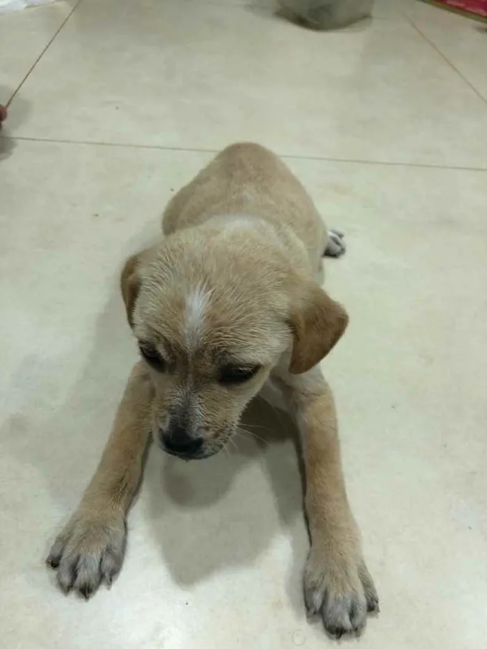 Cachorro ra a ... idade Abaixo de 2 meses nome ...