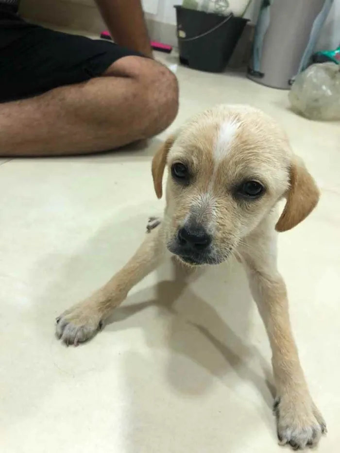 Cachorro ra a ... idade Abaixo de 2 meses nome ...
