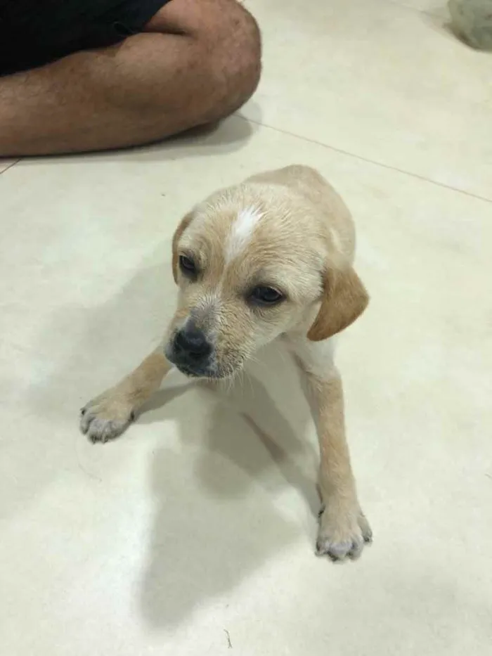 Cachorro ra a ... idade Abaixo de 2 meses nome ...