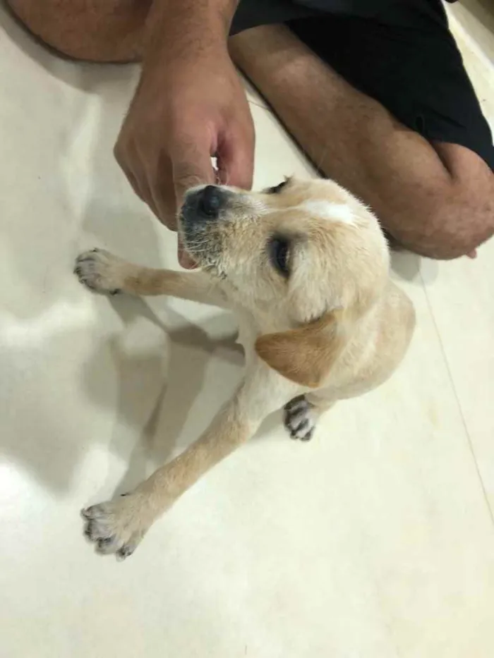 Cachorro ra a ... idade Abaixo de 2 meses nome ...