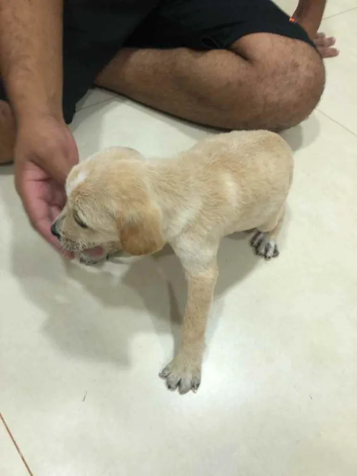Cachorro ra a ... idade Abaixo de 2 meses nome ...