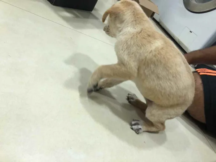 Cachorro ra a ... idade Abaixo de 2 meses nome ...