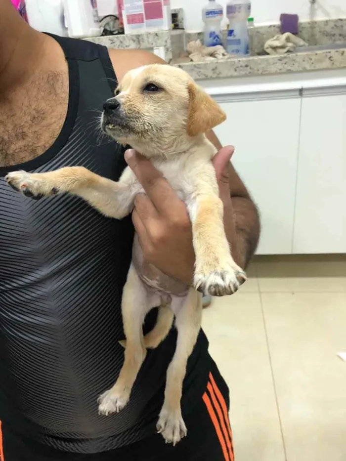 Cachorro ra a ... idade Abaixo de 2 meses nome ...