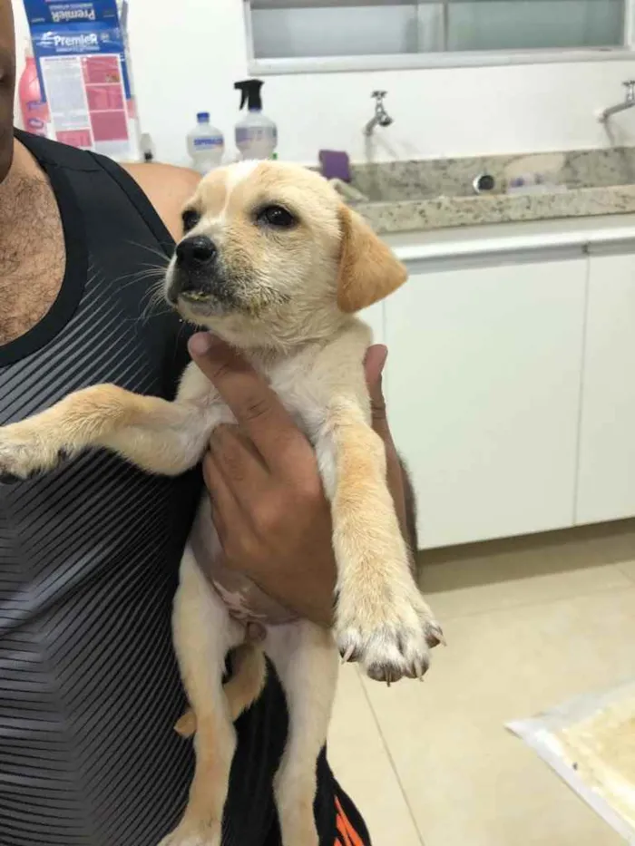 Cachorro ra a ... idade Abaixo de 2 meses nome ...