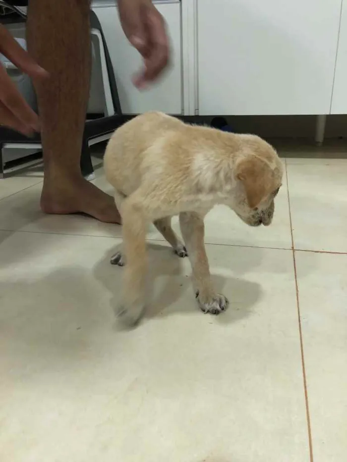 Cachorro ra a ... idade Abaixo de 2 meses nome ...