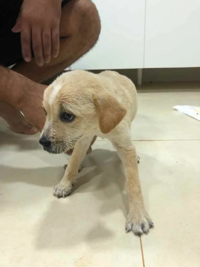 Cachorro ra a ... idade Abaixo de 2 meses nome ...