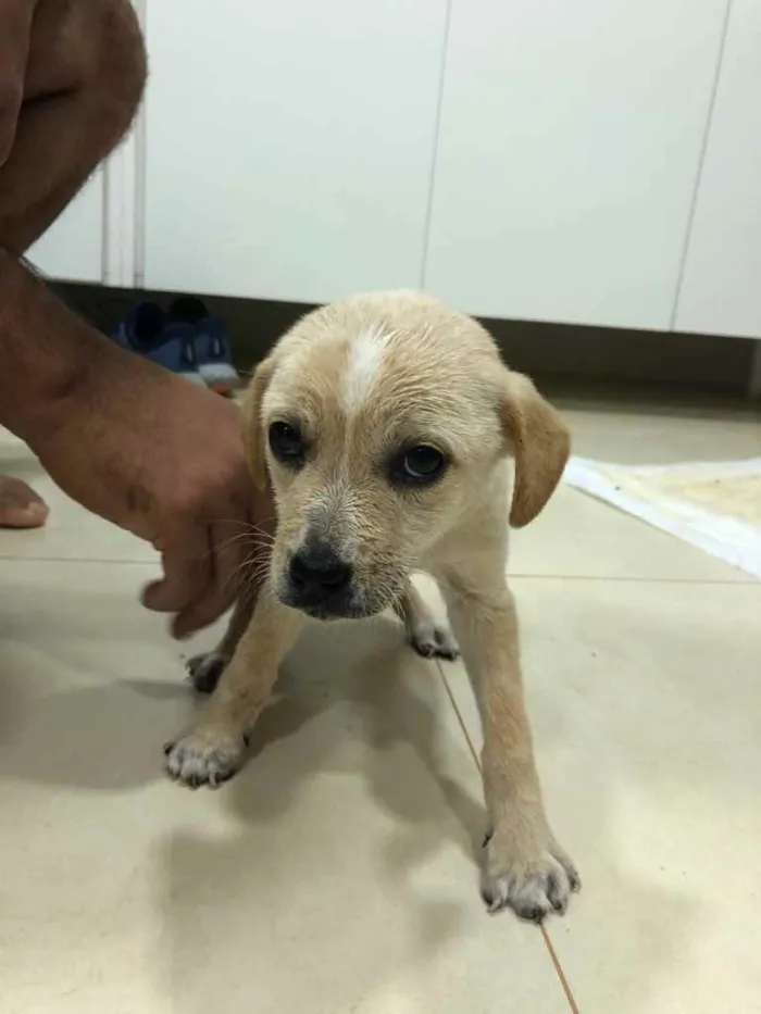 Cachorro ra a ... idade Abaixo de 2 meses nome ...
