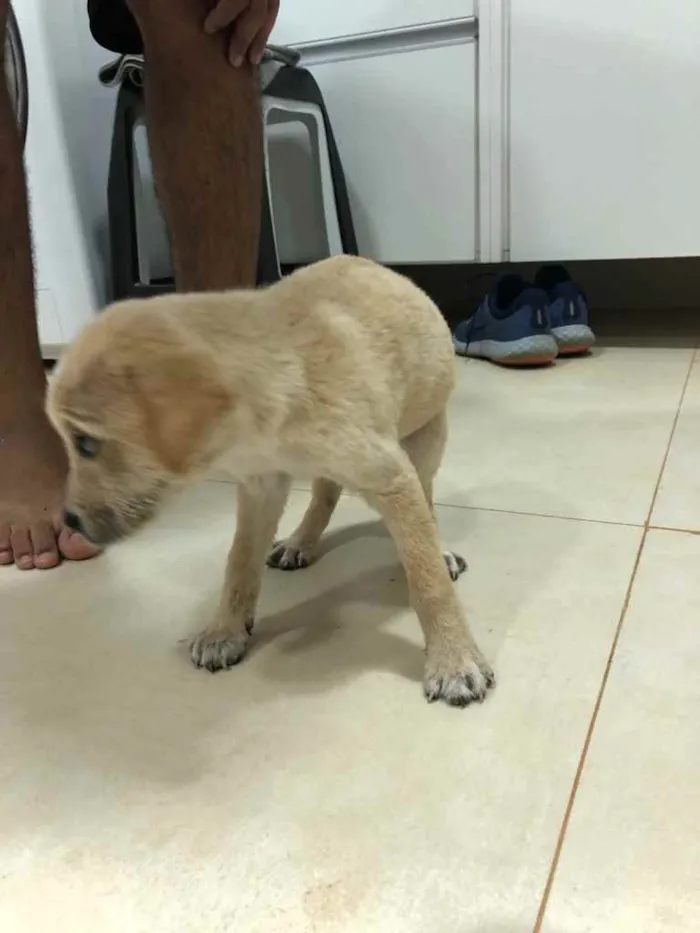 Cachorro ra a ... idade Abaixo de 2 meses nome ...