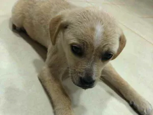 Cachorro raça ... idade Abaixo de 2 meses nome ...