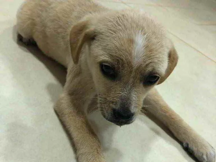 Cachorro ra a ... idade Abaixo de 2 meses nome ...