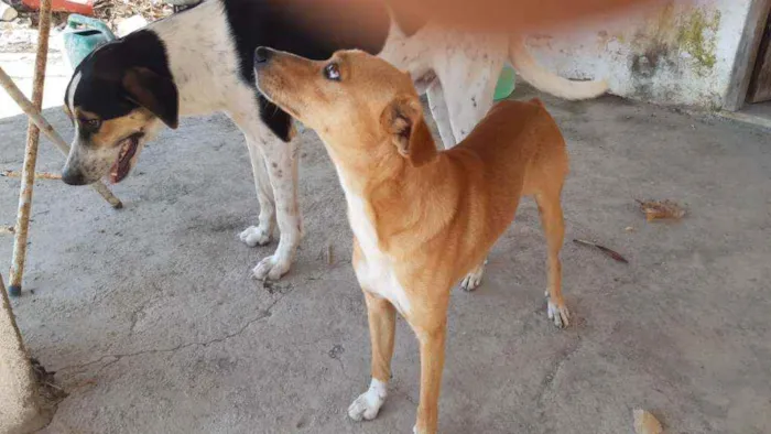 Cachorro ra a Mestiço  idade 1 ano nome Jairo