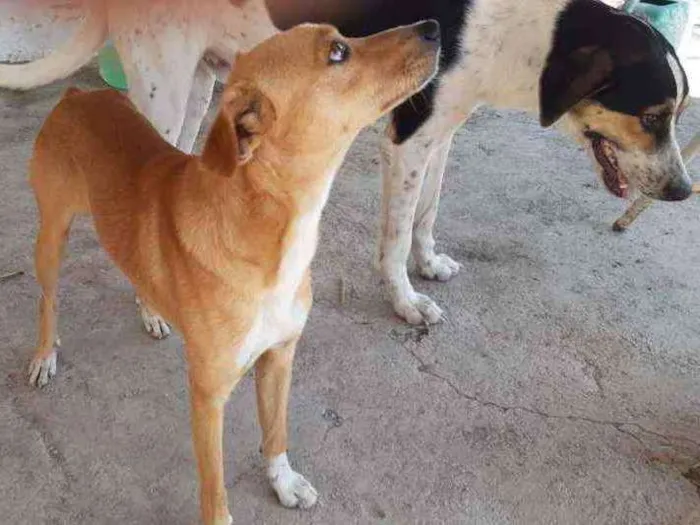 Cachorro ra a Mestiço  idade 1 ano nome Jairo