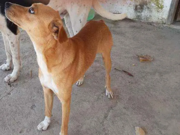 Cachorro ra a Mestiço  idade 1 ano nome Jairo