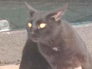 Gato raça Vira-lata idade  nome Não sei