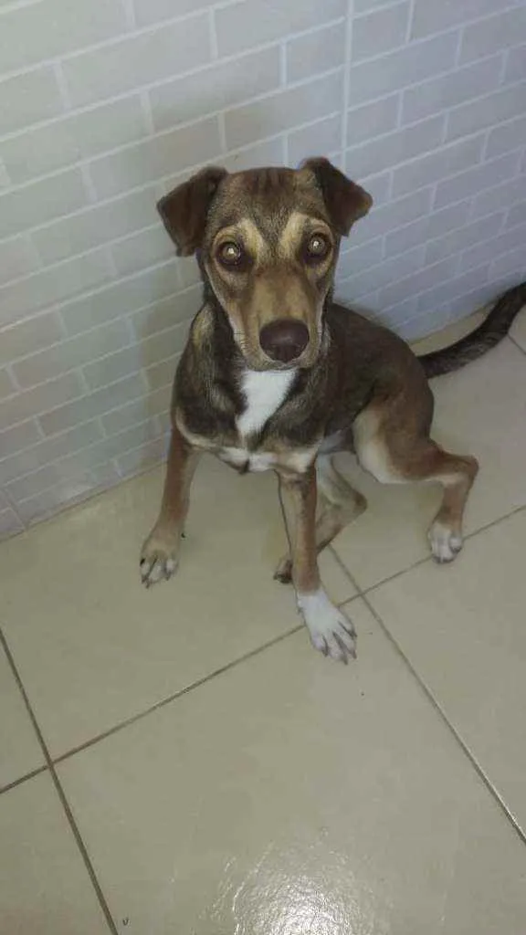 Cachorro ra a Srd idade 2 anos nome Lili