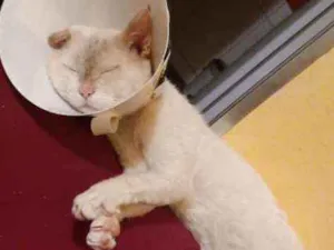 Gato raça Não sei idade 3 anos nome Floquinho