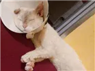 Gato raça Não sei idade 3 anos nome Floquinho