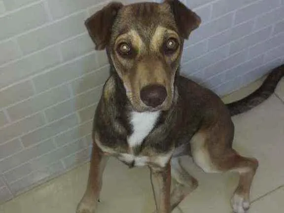 Cachorro ra a Srd idade 2 anos nome Lili