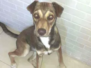 Cachorro raça Srd idade 2 anos nome Lili
