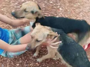 Cachorro raça Vira lata  idade 1 ano nome Maiara e Maraísa 