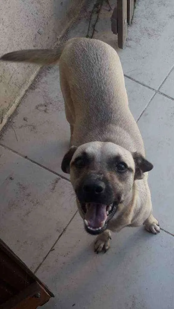 Cachorro ra a Mestiço  idade 2 anos nome Pandora