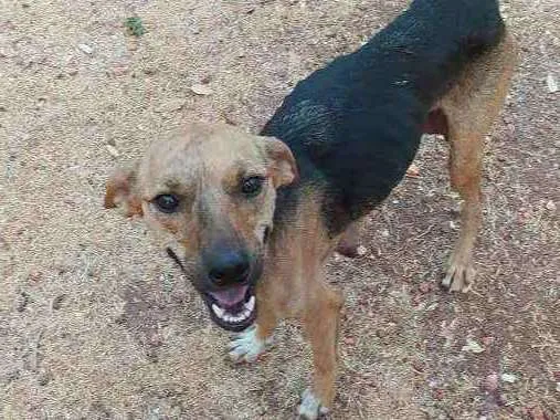 Cachorro raça Vira lata  idade 1 ano nome Maiara e Maraísa 