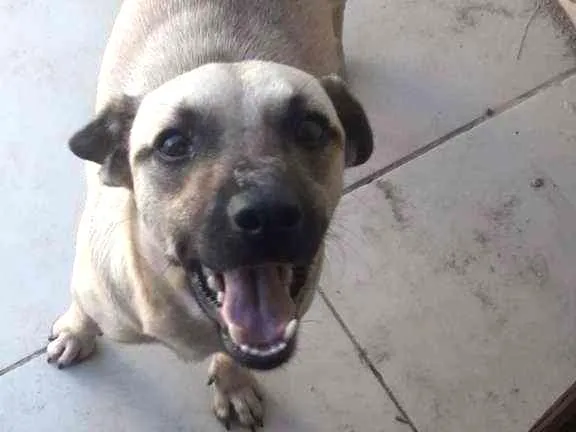 Cachorro ra a Mestiço  idade 2 anos nome Pandora